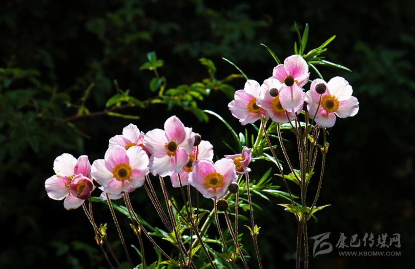 山花爛漫正當時(shí)